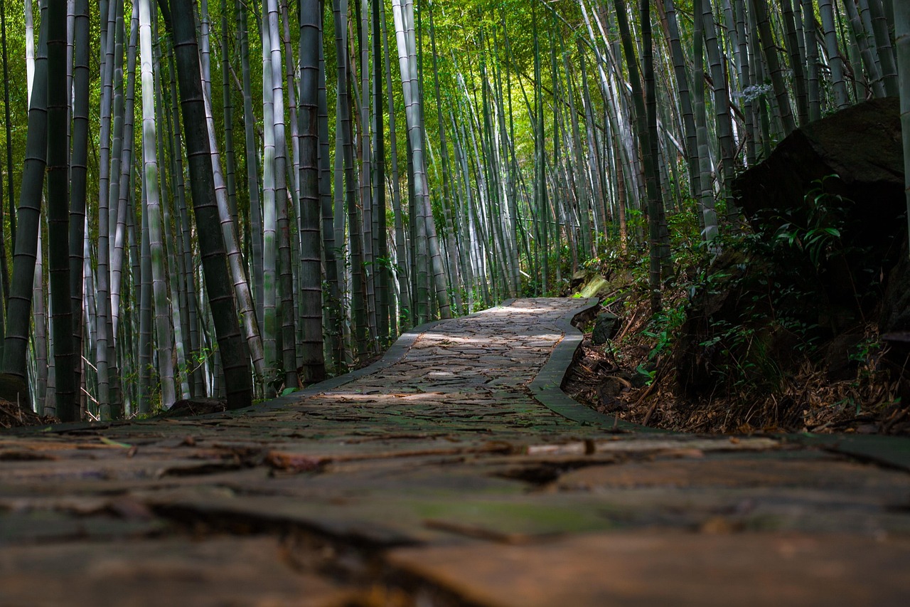Investir dans une forêt : guide complet pour un placement durable